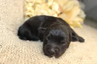 Jasper- CKC- F1 Mini AussieDoodle- Stokesdale, NC, a male Miniature Aussiedoodle for sale in Stokesdale, NC – 1 of 4