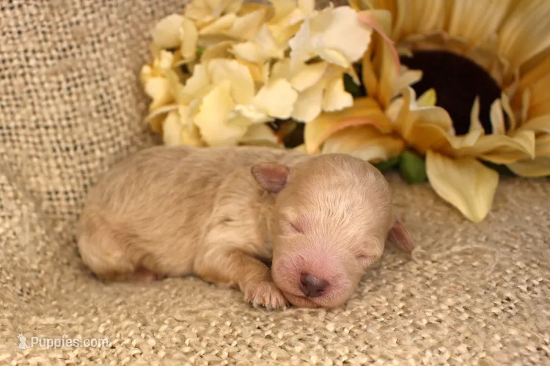 Casper- Male- Mini Poodle- Stokesdale, NC – Poodle - Miniature  puppy for sale in Stokesdale, NC