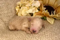 Casper- Male- Mini Poodle- Stokesdale, NC, a male Poodle - Miniature  for sale in Stokesdale, NC – 1 of 3