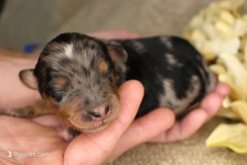 Zion- CKC- F1 Mini AussieDoodle- Stokesdale, NC – Miniature Aussiedoodle puppy for sale in Stokesdale, NC