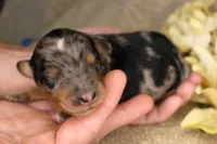 Zion- CKC- F1 Mini AussieDoodle- Stokesdale, NC, a male Miniature Aussiedoodle for sale in Stokesdale, NC – 1 of 4