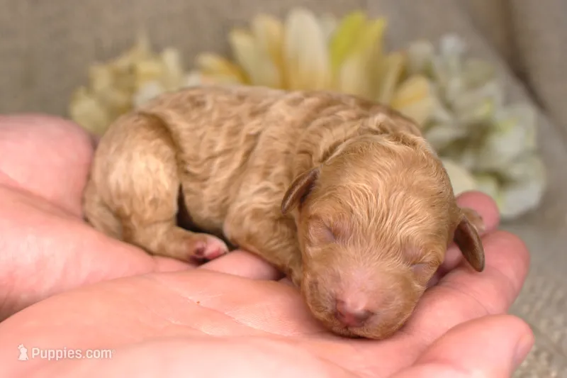 Frances- AKC Female Mini Poodle- Stokesdale, NC – Poodle - Miniature  puppy for sale in Stokesdale, NC