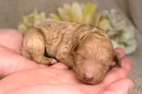 Frances- AKC Female Mini Poodle- Stokesdale, NC, a female Poodle - Miniature  for sale in Stokesdale, NC – 1 of 3
