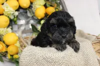 Bandit- F1B Mini AussieDoodle Boy in NC- Black Phantom, a male Miniature Aussiedoodle for sale in Stokesdale, NC – 2 of 6