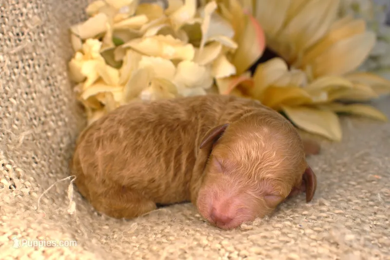 Sally- AKC Female Mini Poodle-  Stokesdale, NC – Poodle - Miniature  puppy for sale in Stokesdale, NC