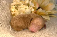 Sally- AKC Female Mini Poodle-  Stokesdale, NC, a female Poodle - Miniature  for sale in Stokesdale, NC – 1 of 3