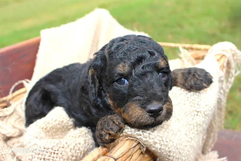Salem- Male- AKC Mini Poodle- Stokesdale, NC – Poodle - Miniature  puppy for sale in Stokesdale, NC