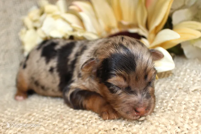 Boone- CKC- F1 Mini AussieDoodle- Stokesdale, NC – Miniature Aussiedoodle puppy for sale in Stokesdale, NC