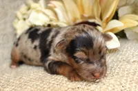 Boone- CKC- F1 Mini AussieDoodle- Stokesdale, NC, a male Miniature Aussiedoodle for sale in Stokesdale, NC – 1 of 4