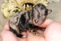 Rocky- CKC- F1 Mini AussieDoodle- Stokesdale, NC, a male Miniature Aussiedoodle for sale in Stokesdale, NC – 1 of 4