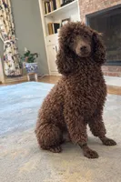 Honey- Female- AKC Mini Poodle- Stokesdale, NC, a female Poodle - Miniature  for sale in Stokesdale, NC – 3 of 4