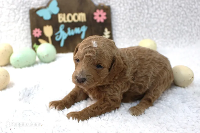 Daisy – Poodle - Miniature  puppy for sale in Stokesdale, NC