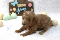 Daisy, a female Poodle - Miniature  for sale in Stokesdale, NC – 1 of 1