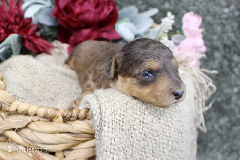 Birdie- F1B Mini AussieDoodle Girl in NC- Red Merle Phantom – Miniature Aussiedoodle puppy for sale in Stokesdale, NC