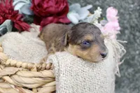 Birdie- F1B Mini AussieDoodle Girl in NC- Red Merle Phantom, a female Miniature Aussiedoodle for sale in Stokesdale, NC – 1 of 4