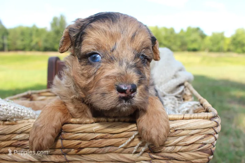 Rocky- CKC- F1 Mini AussieDoodle- Stokesdale, NC – Miniature Aussiedoodle puppy for sale in Stokesdale, NC