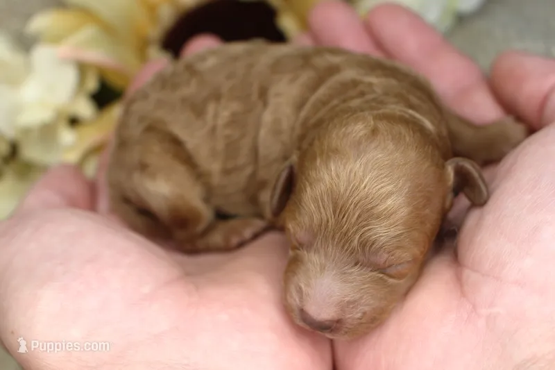 Antonia- AKC Female Mini Poodle- Stokesdale, NC – Poodle - Miniature  puppy for sale in Stokesdale, NC