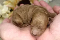 Antonia- AKC Female Mini Poodle- Stokesdale, NC, a female Poodle - Miniature  for sale in Stokesdale, NC – 1 of 3