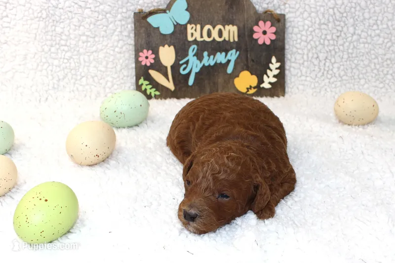 Rowan – Poodle - Miniature  puppy for sale in Stokesdale, NC