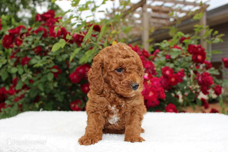 Rowan- AKC Red Mini Poodle in NC – Poodle - Miniature  puppy for sale in Stokesdale, NC