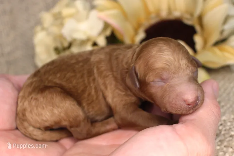 Gary- AKC Male Mini Poodle- Stokesdale, NC – Poodle - Miniature  puppy for sale in Stokesdale, NC