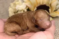 Gary- AKC Male Mini Poodle- Stokesdale, NC, a male Poodle - Miniature  for sale in Stokesdale, NC – 1 of 3