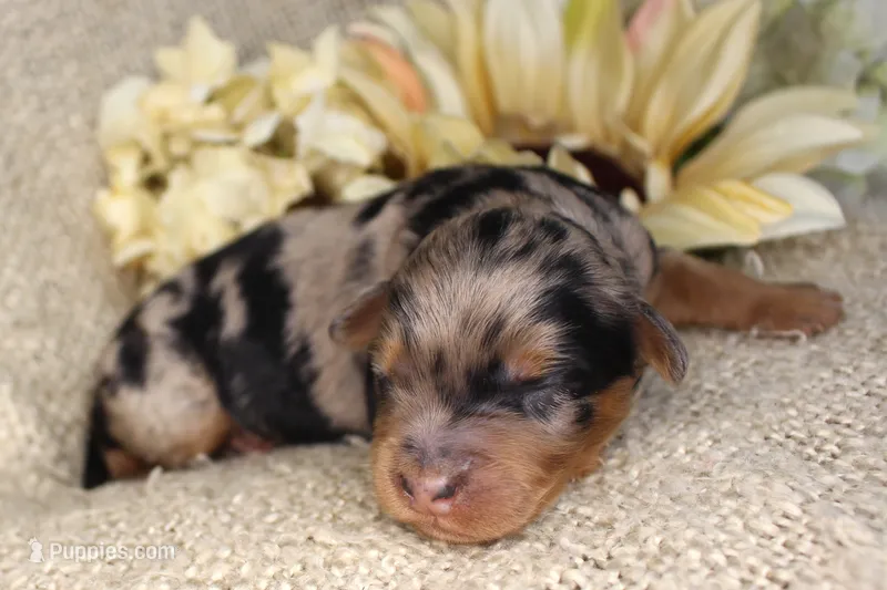 Denali- CKC- F1 Mini AussieDoodle- Stokesdale, NC – Miniature Aussiedoodle puppy for sale in Stokesdale, NC