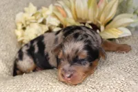 Denali- CKC- F1 Mini AussieDoodle- Stokesdale, NC, a male Miniature Aussiedoodle for sale in Stokesdale, NC – 1 of 4