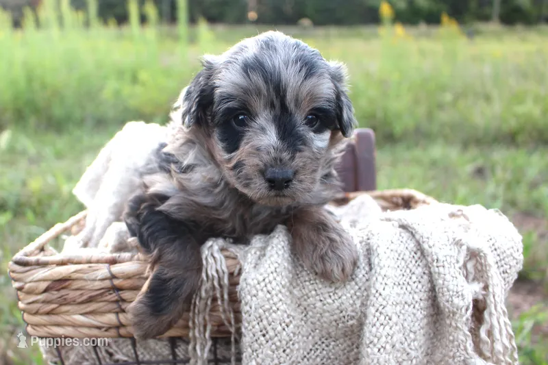 Rocky- CKC- F1 Mini AussieDoodle- Stokesdale, NC – Miniature Aussiedoodle puppy for sale in Stokesdale, NC