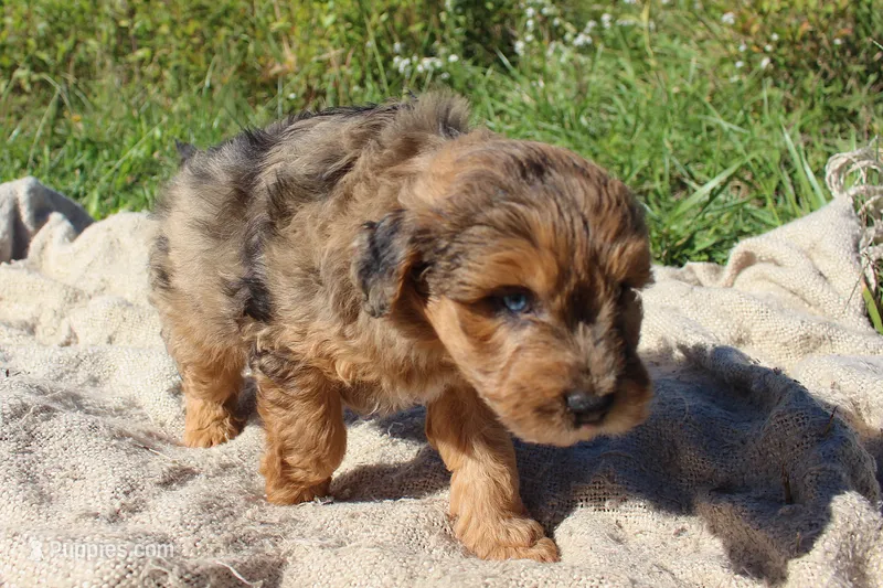 Boone- CKC- F1 Mini AussieDoodle- Stokesdale, NC – Miniature Aussiedoodle puppy for sale in Stokesdale, NC
