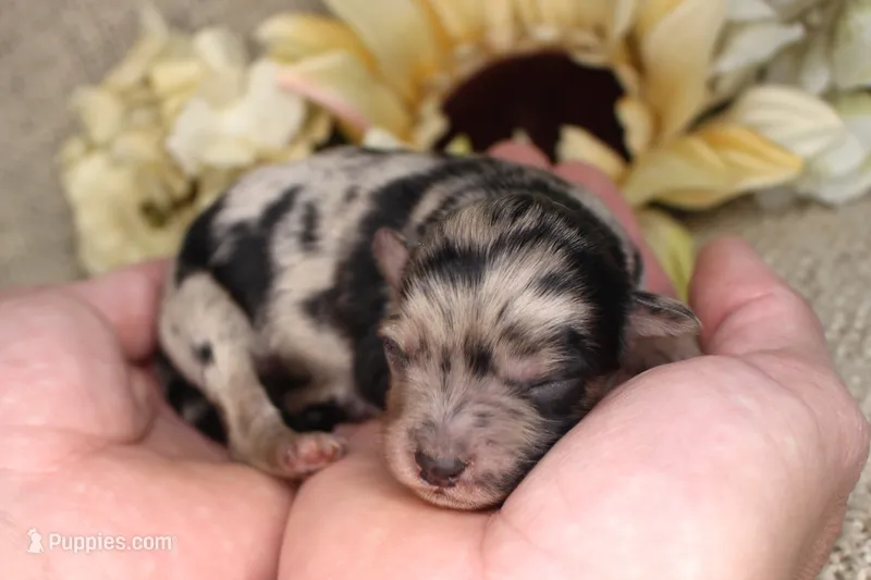 Sierra- CKC- F1 Mini AussieDoodle- Stokesdale, NC – Miniature Aussiedoodle puppy for sale in Stokesdale, NC