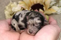 Sierra- CKC- F1 Mini AussieDoodle- Stokesdale, NC, a female Miniature Aussiedoodle for sale in Stokesdale, NC – 1 of 4