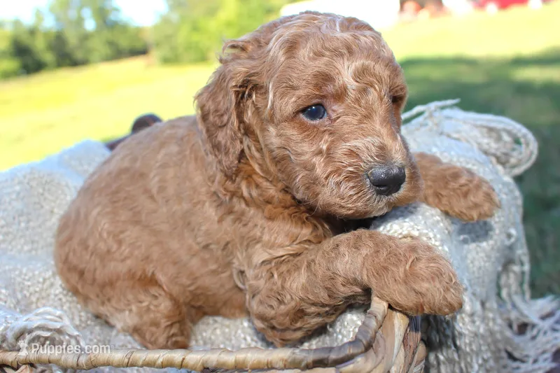 Jimmy- AKC Male Mini Poodle- Stokesdale, NC – Poodle - Miniature  puppy for sale in Stokesdale, NC