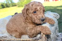 Jimmy- AKC Male Mini Poodle- Stokesdale, NC, a male Poodle - Miniature  for sale in Stokesdale, NC – 1 of 4