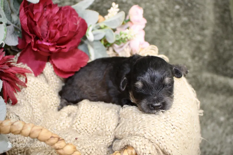 Bandit- F1B Mini AussieDoodle Boy in NC- Black Phantom – Miniature Aussiedoodle puppy for sale in Stokesdale, NC