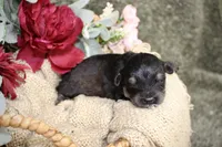 Bandit- F1B Mini AussieDoodle Boy in NC- Black Phantom, a male Miniature Aussiedoodle for sale in Stokesdale, NC – 1 of 4