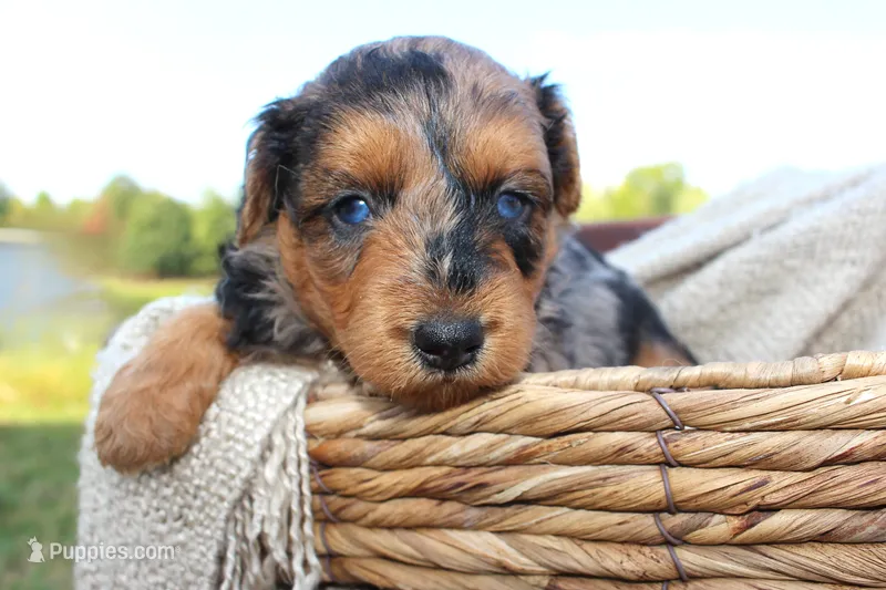 Bryce- CKC- F1 Mini AussieDoodle- Stokesdale, NC – Miniature Aussiedoodle puppy for sale in Stokesdale, NC