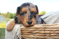 Bryce- CKC- F1 Mini AussieDoodle- Stokesdale, NC, a male Miniature Aussiedoodle for sale in Stokesdale, NC – 1 of 5