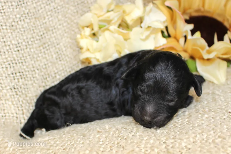 Binx- Male- AKC Mini Poodle- Stokesdale, NC – Poodle - Miniature  puppy for sale in Stokesdale, NC