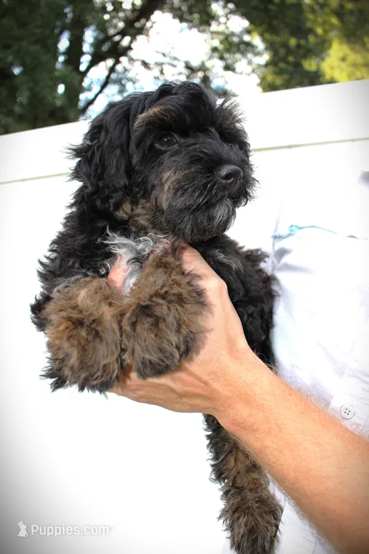 Bandit- F1B Mini AussieDoodle Boy in NC- Black Phantom – Miniature Aussiedoodle puppy for sale in Stokesdale, NC
