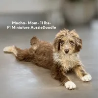 Birdie- F1B Mini AussieDoodle Girl in NC- Red Merle Phantom, a female Miniature Aussiedoodle for sale in Stokesdale, NC – 3 of 4