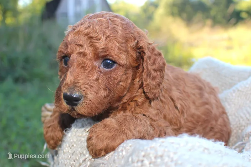 Gary- AKC Male Mini Poodle- Stokesdale, NC – Poodle - Miniature  puppy for sale in Stokesdale, NC
