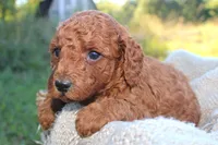 Gary- AKC Male Mini Poodle- Stokesdale, NC, a male Poodle - Miniature  for sale in Stokesdale, NC – 1 of 4