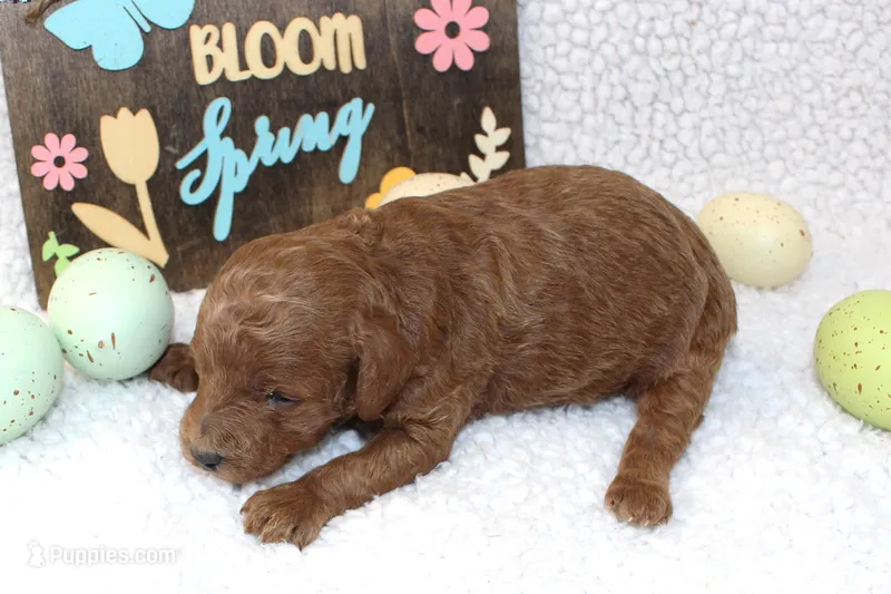 Clover – Poodle - Miniature  puppy for sale in Stokesdale, NC