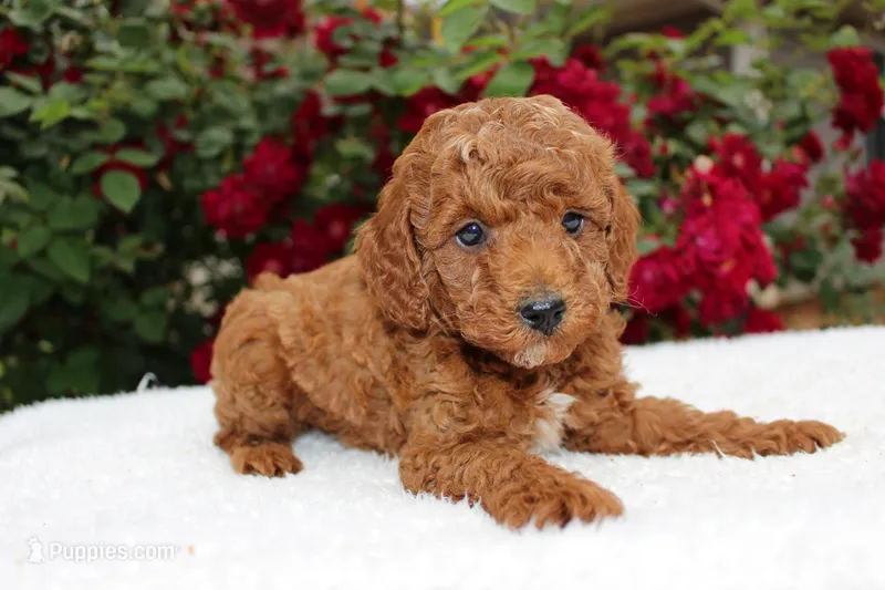 Clover- AKC Mini Poodle in NC – Poodle - Miniature  puppy for sale in Stokesdale, NC