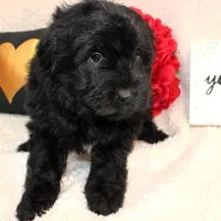 Teddy, a male Miniature Aussiedoodle for sale in Stokesdale, NC – Photo 2 of 3