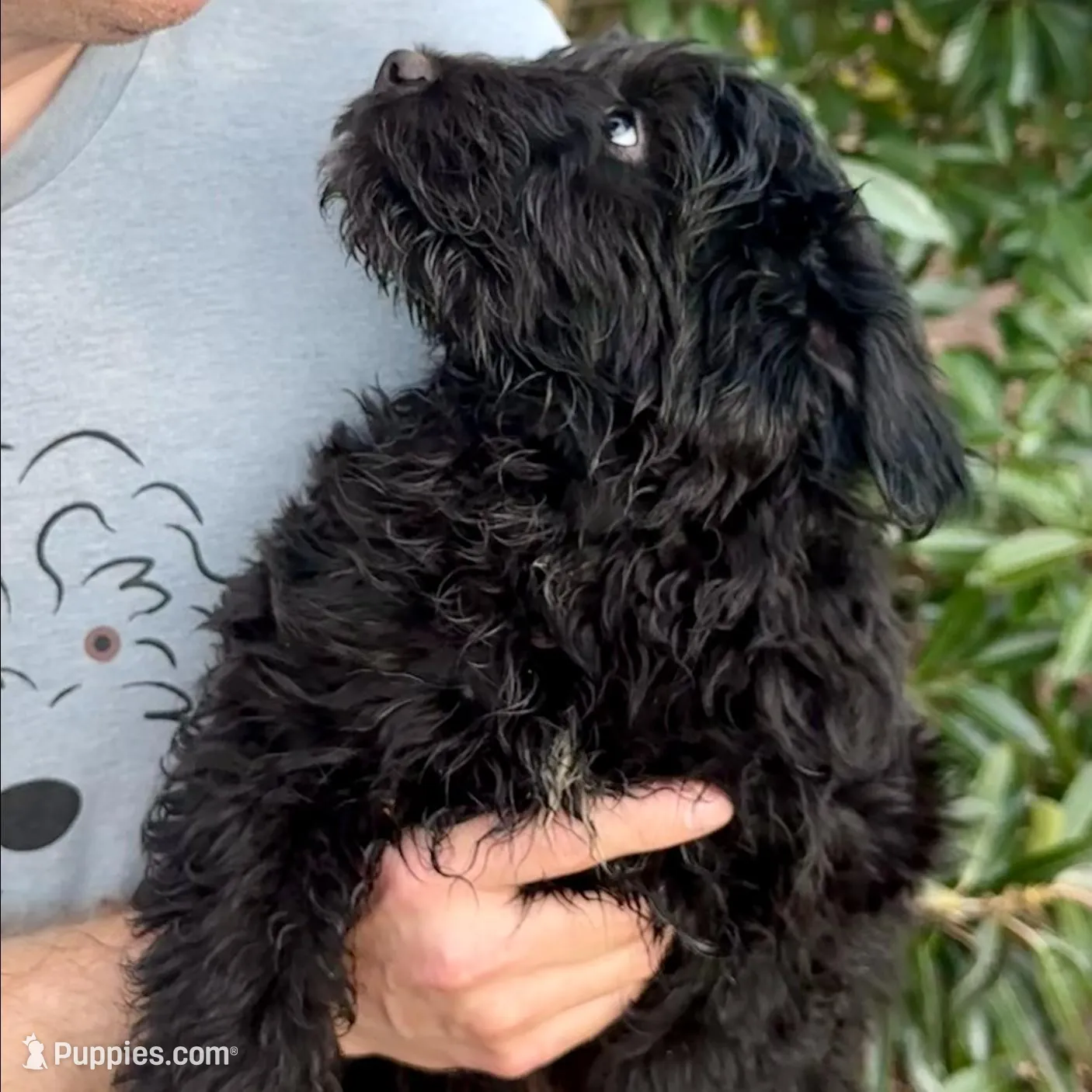 Teddy – Miniature Aussiedoodle puppy for sale in Stokesdale, NC