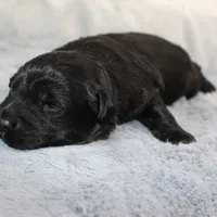 Teddy, a male Miniature Aussiedoodle for sale in Stokesdale, NC – Photo 3 of 3