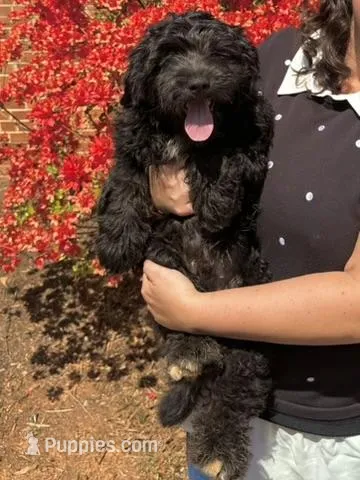 Teddy – Miniature Aussiedoodle puppy for sale in Stokesdale, NC