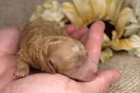Michael- AKC Male Mini Poodle- Stokesdale, NC, a male Poodle - Miniature  for sale in Stokesdale, NC – 1 of 3